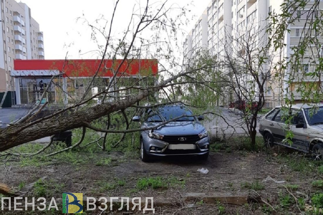 В Пензе на новый автомобиль рухнуло дерево